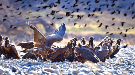 [사진]울산 찾아온 독수리 떼 수백마리…2m 날개 핀 광경