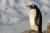 펭귄은 부리, 다리 외에는 몸 전체에 깃털이 있다. 깃털은 짧으나 두터우며 1cm²당 15개 정도로 조밀하고 사이에 솜 깃털이 빽빽하게 차 있어 방수와 함께 보온의 역할을 한다. [사진 pixabay]