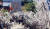 지난해 3월 충북 괴산군 칠성면 미선나무권역센터에 미선나무 꽃이 만개했다. 미선나무는 우리나라에만 자생하는 '1종 1속' 희귀종이다. 잎보다 먼저 흰색이나 분홍색, 상아색 꽃을 피운 뒤 9월쯤 부채 모양의 열매를 맺는다. [뉴스1]