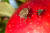 노린재 성충과 약충이 사과 위에 앉아서 영양분을 보충하고 있다. 미 농업연구청