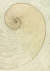 김민정, Nautilus(앵무조개), 한지에 혼합재료, 207x146.5cm. [사진 갤러리현대]