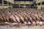 지난해 4월 산살바도르의 한 교도소에 속옷 차림의 수감자 수백명이 좁은 공간에 포개져 앉아있다. [AP=연합뉴스]