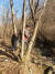 고로쇠 수액 채취를 위해 고로쇠나무에 천공하는 모습. 수동면 고로쇠마을 영농조합법인 
