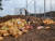 충북 제천시 신월동에 있는 제천산림조합 부지 내 수매장에 낙엽이 쌓여있다. [사진 제천시]