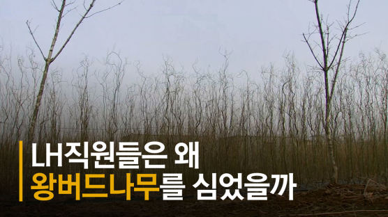 "회식자리에서도 땅 투자 얘기"…기업문화로 본 LH 투기 의혹