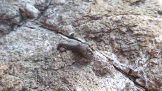 뿔공룡 '코리아케라톱스' 안산서도 살았다…탄도항서 화석 발견