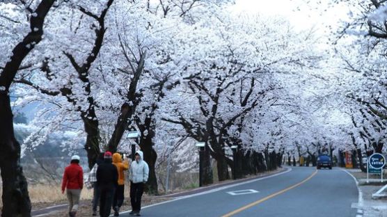 "봄은 왔는데"...군항제 이어 화개장터 벚꽃 축제도 2년 연속 취소 