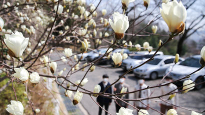 [사진] 봄을 맞이하는 백목련