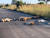 지난해 4월 남아공 크루거국립공원 도로에 드러누워 있는 사자들. EPA=연합뉴스