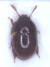 국내에서 처음 발견된 장님주름알버섯벌레. 다른 딱정벌레류와 달리 머리에 눈이 없다. 국립생물자원관