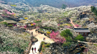 [지금 이 시각]포근한 날씨속 전국은 봄꽃 물결