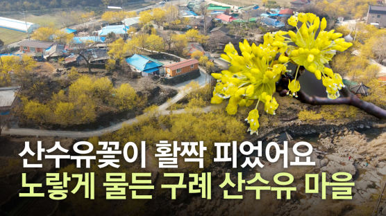 [영상] 하늘에서 본 노랑 세상, 산수유꽃 만발한 구례 산동마을