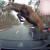 도로를 가로지르는 사슴떼. 미국 미시간주 오클랜드 카운티 보안관실 페이스북 캡처