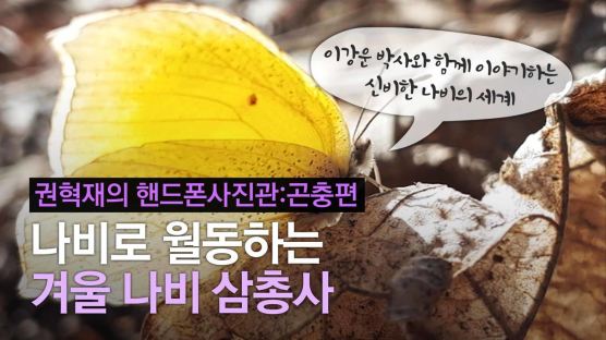 [권혁재 핸드폰사진관]나비로 월동하는 겨울 나비 삼총사