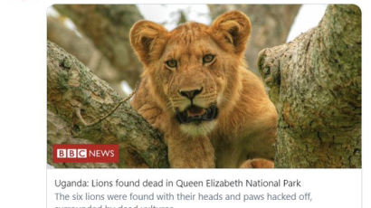 우간다 국립공원서 6마리가 당했다, 사자 머리 실종사건