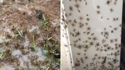 도심에도 우글우글···공포영화 뺨친 호주 거미떼 습격사건 [영상] 