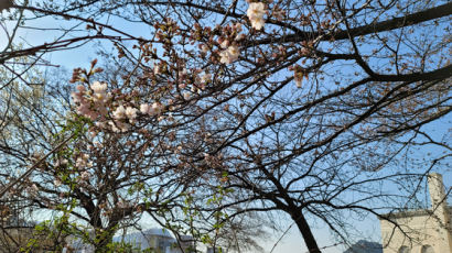 벌써 서울에 벚꽃이 폈다…1922년 관측 이래 가장 빨라