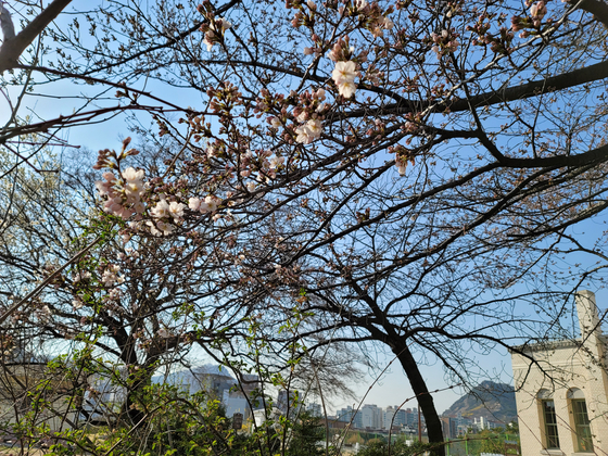 벌써 서울에 벚꽃이 폈다…1922년 관측 이래 가장 빨라
