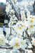 기상청은 올해 서울의 벚꽃이 1922년 관측 이래 가장 빨리 개화했다고 지난 24일 발표했다. 사진은 25일 서울 덕수궁 돌담길에서 시민들이 벚꽃을 바라보며 산책하고 있는 모습. [뉴스1]