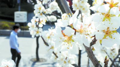 아니 벌써? 서울에도 벚꽃…100년 관측 사상 가장 빨리 폈다