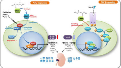 큐라클 “당뇨병성 신증 신약, 임상 2상서 효과 확인”