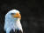 미국의 국조 흰머리수리. 같은 수리과로 분류될 뿐 독수리와는 다른 종이다. pexels
