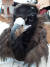 지난달 경기 연천에서 탈진한 채 쓰러져 있다가 구조된 독수리. 임진강생태보존회