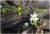 꿩의 바람꽃(오른쪽)과 복수초
