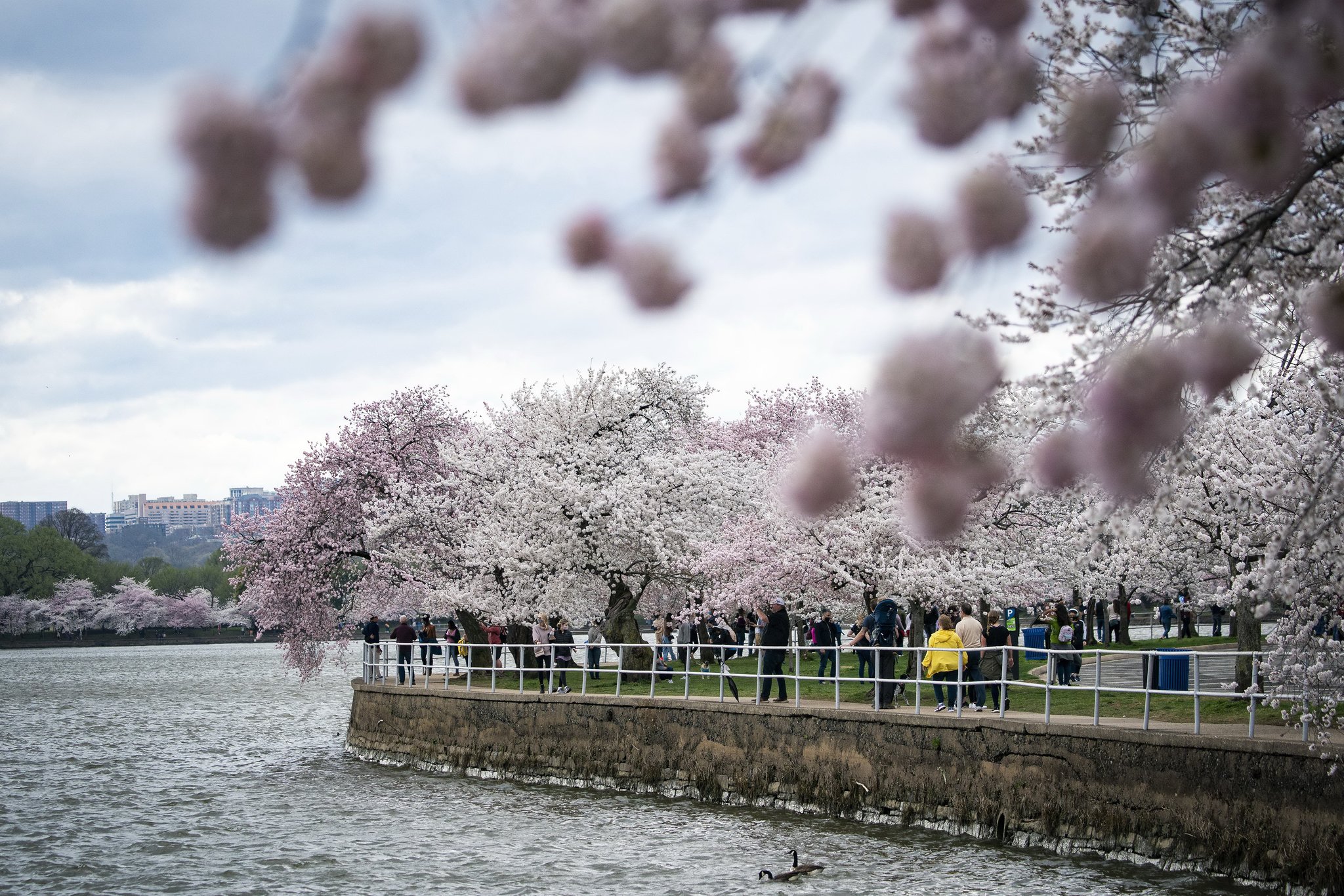 워싱턴 포토맥 강변에 벚꽃이 만발해 시민들이 구경에 나섰다. AFP=연합뉴스