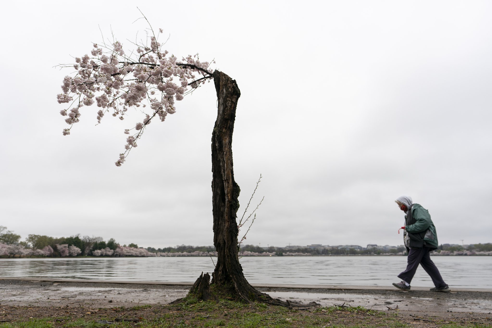 일본에서 미국에 벚꽃을 기증한지 100년이 넘었다. AP=연합뉴스