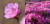 왼쪽이 진달래, 오른쪽이 철쭉이다. 철쭉은 연록색 이파리와 함께 꽃이 핀다.