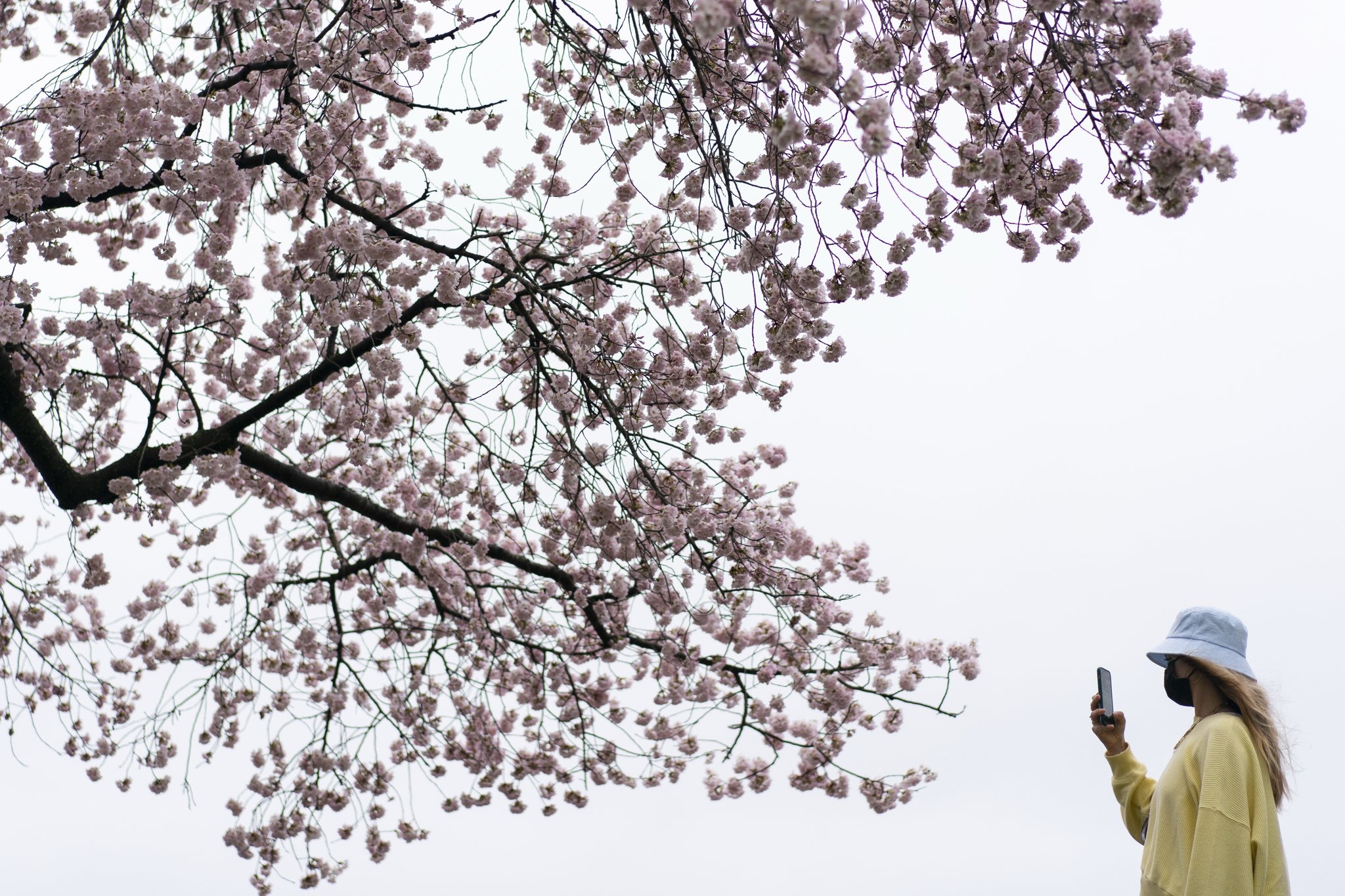 한 워싱턴 시민이 28일 포토맥 강변에서 꽃망울을 터뜨린 벚꽃을 촬영하고 있다. AP=연합뉴스