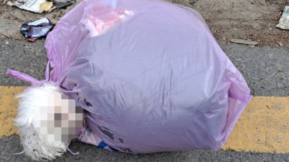 살아있는 몰티즈 쓰레기봉투에 버려…경찰 "범인 찾는 중"