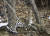 러시아 연해주 지역에서 서식 중인 멸종위기 아무르 표범. 표범의땅 국립공원