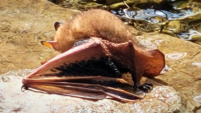멸종위기 1급 ‘황금박쥐’ 탈진한 상태로 발견, 결국 폐사