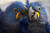 브라질 상파울루 동물원의 히아신스 마코 앵무새 두 마리. [EPA=연합뉴스]