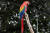 에콰도르 키토의 한 동물원에서 사육하는 주홍색 마코 앵무새. [EPA=연합뉴스] 