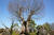 베어트리파크의 느티나무. 400년 이상 묵은 고목이다. 손민호 기자