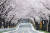 4일 경남 함양군 백전면 오십리 벚꽃길을 차량들이 지나고 있다. 전국의 3월 평균 기온이 높게 나타나면서, 올해 벚꽃은 역대 가장 빠르게 개화했다. 뉴스1