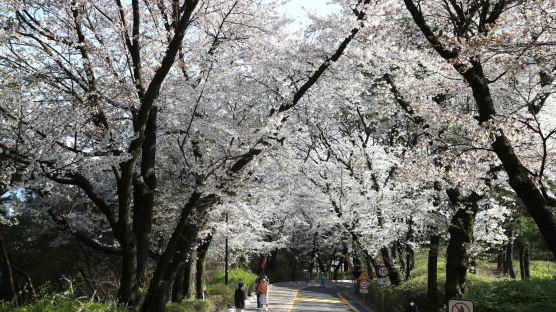 [지금 이시각]서울 벚꽃, 남산은 지금이 절정