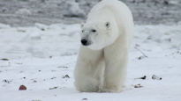 [더오래]북극곰 개체수 3만 마리…국내 동물원엔 왜 없을까  