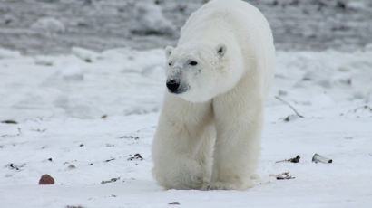 [더오래]북극곰 개체수 3만 마리…국내 동물원엔 왜 없을까 