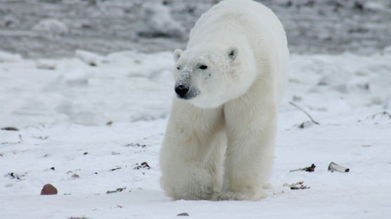[더오래]북극곰 개체수 3만 마리…국내 동물원엔 왜 없을까 