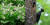 국립수목원에는 멸종 위기에 처한 희귀 동식물이 많이 산다. 광릉요강꽃(왼쪽)과 크낙새. 사진 국립수목원