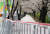 4일 오후 서울 영등포구 여의서로 벚꽃길이 통제된 가운데 전날 내린 비로 떨어진 벚꽃잎이 바닥을 뒤덮고 있다. 연합뉴스