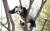 경기도 용인시 에버랜드에서 수컷 판다 러바오가 나무 위에 올라가 나뭇가지에 엉덩이를 비비고 있다. 왕준열PD