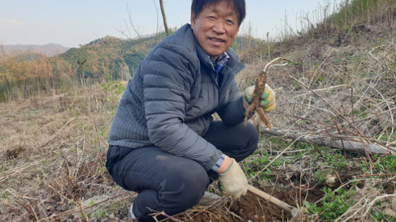 6년된 용문산 '우유' 캐보자…향기 진동 산더덕 15cm 줄줄이 