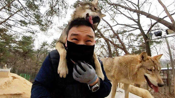 사나운 한국 늑대, 강아지로 만드는 이 남자…"눈빛만 봐도 통하죠"