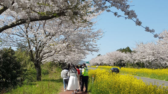 평균 12.9도…유난히 따뜻한 날씨가 두려운 제주, 무슨 일