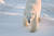 캐나다 매니토바주 처칠 지역에 등장한 북극곰. 매니토바주는 북극권과 가까운 곳에 위치한다. [AFP]
